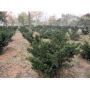 大连金海湾园林景观公司 专业匠心铸就绿色生态之美