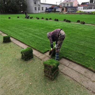 南京草坪园林绿化工程施工 融合自然与人文的绿色实践