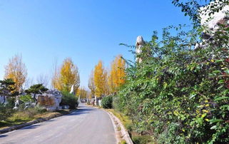 资质取消后，如何确保园林绿化工程质量与施工管理