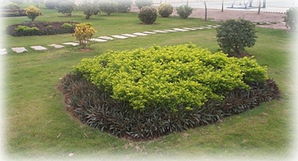 厦门华清园林绿化工程 专业施工与创新产品展示