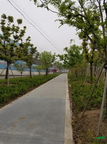 生态修复与城市绿廊的典范——昆山石林绿化中标中环西线景观工程6标评析