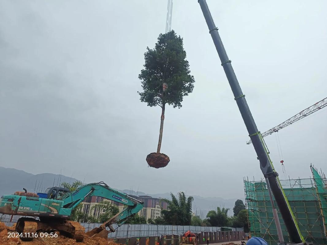 施工现场实拍 #园林绿化工程 成功靠的不是豪言壮语,而是脚